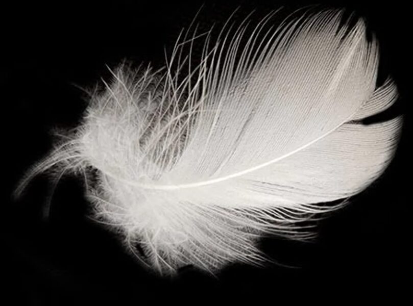 Goose feathers, 100g